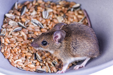 Field mouse found in grain bowl