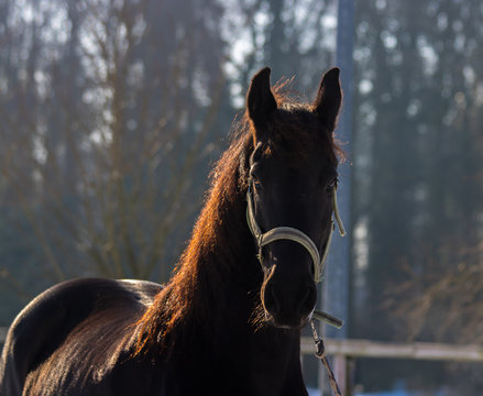 black horse in setting sun
