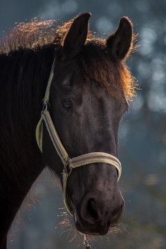 black horse in setting sun
