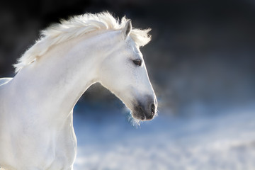 Fototapeta na wymiar White horse with long mane portrait in motion in winter day on dark background