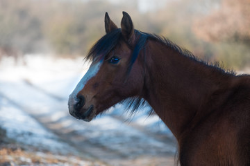 Winter landscape: wild horses in the Netherlands 05