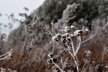 Frost