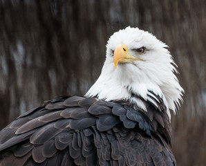 Eagle