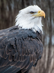 Obraz premium Eagle
