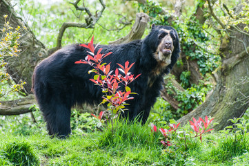 Fototapeta premium Spectacled Bear