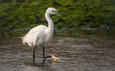 Little Egret