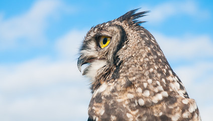 Eagle Owl