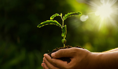 Plant growing on soil with hand holding over sun and sunlight ray and green background