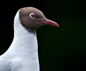 Black Headed Gull