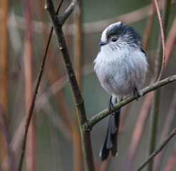 Long Tailed Tit