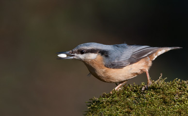 Nuthatch