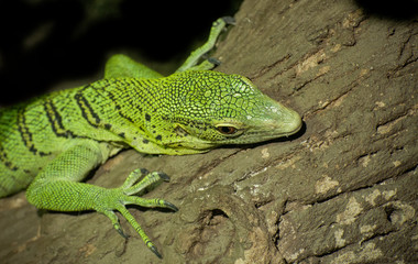 Green Tree Monitor