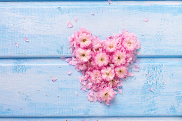Background  with  heart from  pink  flowers and petals on blue w
