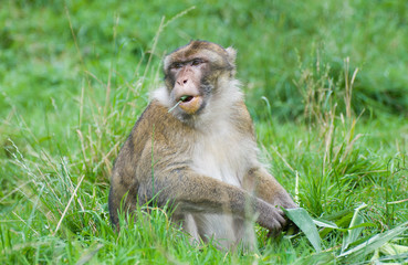 Barbary Macaque