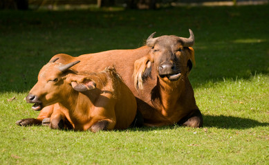 Congo buffalo