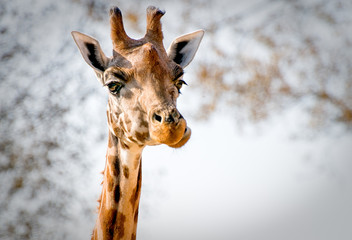 Giraffe