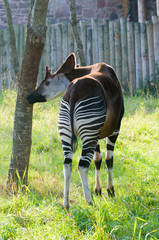 Okapi © Stef Bennett