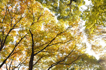 Baumkronen in unterschiedlicher Färbung