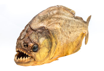 Piranha fish on isolated with white background