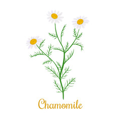 Chamomile flowers and plant