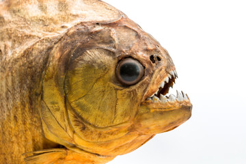 Piranha fish on isolated with white background