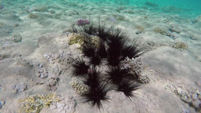 Sea urchin under water among corals in the Red Sea, Egypt, 4k
