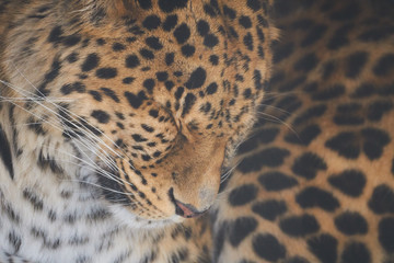 寝ているアムールヒョウ
