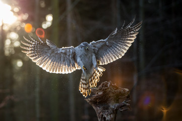 Flying goshawk in the forest.