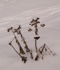 dried flowers in the snow