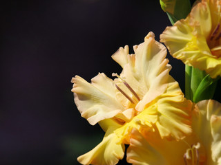 Fototapeta premium Yellow Lily Flowers