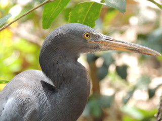 Aigrette sacrée (Egretta sacra)