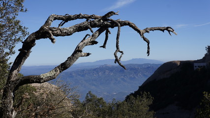 Martwe drzewo na tle dolin - Montserrat - obrazy, fototapety, plakaty