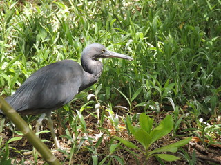 Aigrette sacrée (Egretta sacra)