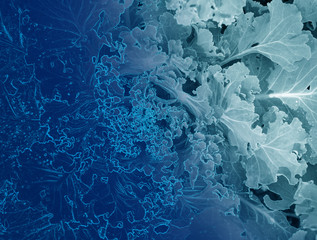 close up texture of purple cabbage