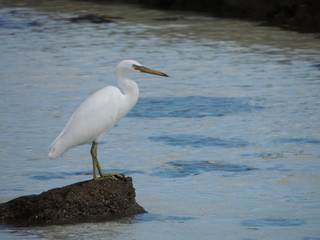 Aigrette sacrée (Egretta sacra)