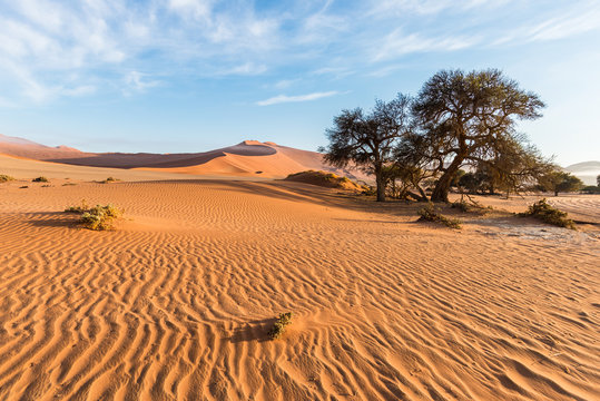 The scenic Sossusvlei and Deadvlei, clay and salt pan with braided Acacia trees surrounded by majestic sand dunes. Namib Naukluft National Park, visitor attraction and travel destination in Namibia.