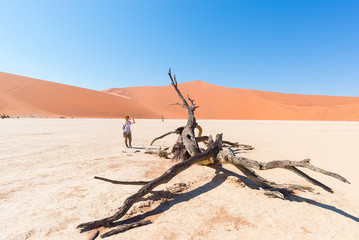 Tourist taking photo at scenic braided Acacia tree surrounded by majestic sand dunes at Sossusvlei, Namib desert, Namib Naukluft National Park, Namibia. Adventure and exploration in Africa.