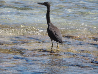 Aigrette sacrée (Egretta sacra)