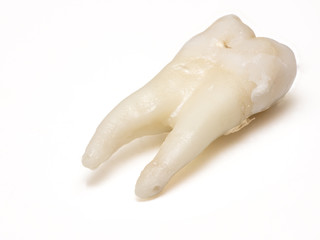 human tooth close-up