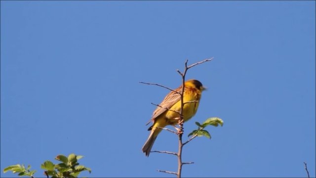 Whinchat on a branch up in the sky (Saxicola rubetra)