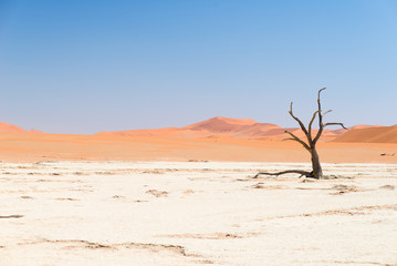 Fototapeta na wymiar The scenic Sossusvlei and Deadvlei, clay and salt pan with braided Acacia trees surrounded by majestic sand dunes. Namib Naukluft National Park, visitor attraction and travel destination in Namibia.