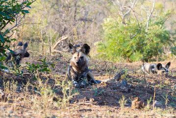 Close up and portrait of a cute Wild Dog or Lycaon lying down in the bush. Wildlife Safari in Kruger National Park, the main travel destination in South Africa.