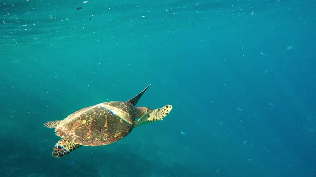 sea turtle