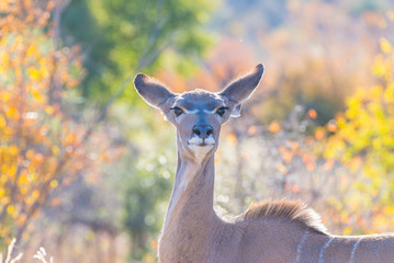 Close up and portrait of a cute Wild Dog or Lycaon lying down in the bush. Wildlife Safari in Kruger National Park, the main travel destination in South Africa.