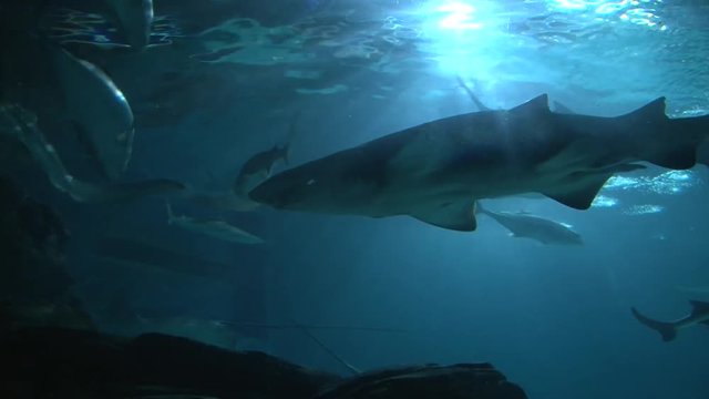 Sharks and Stingrays swimming in large aquarium, low angle
