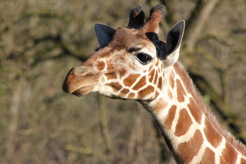 Giraffe