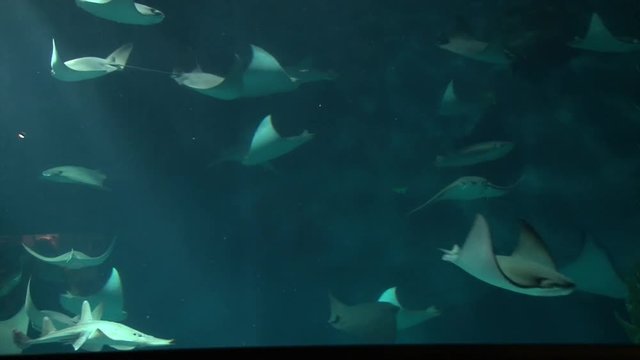 Little Stingrays swimming in large aquarium