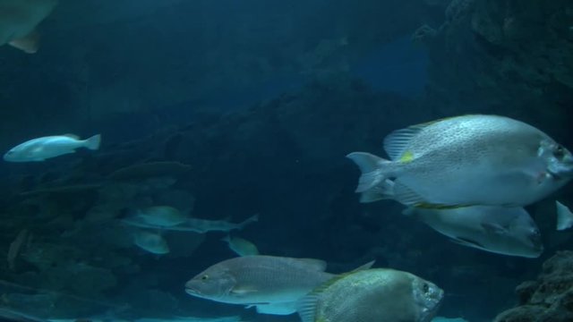 Big grey fish in huge blue aquarium, Shanghai, China