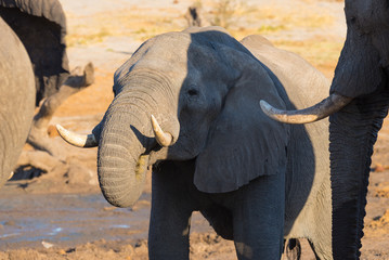 Couple of adult African Elephant facing each others at waterhole. Wildlife Safari in the Chobe National Park, travel destination in Botswana, Africa.