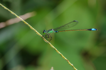 Beautiful dragonfly on leaves with green background, green dragonfly.